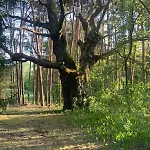 Vakantiehuis Dom Z Linia Brzegowa Narwi Pułtusk