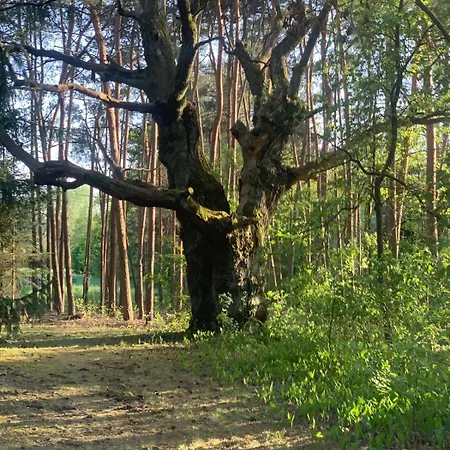 Дом отдыха Dom Z Linia Brzegowa Narwi Пултуск