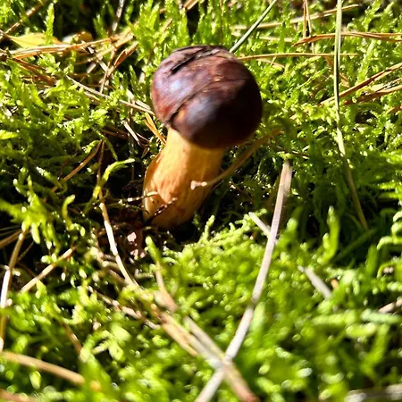 Dom Z Linia Brzegowa Narwi *