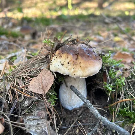 Σπίτι διακοπών Dom Z Linia Brzegowa Narwi Pułtusk