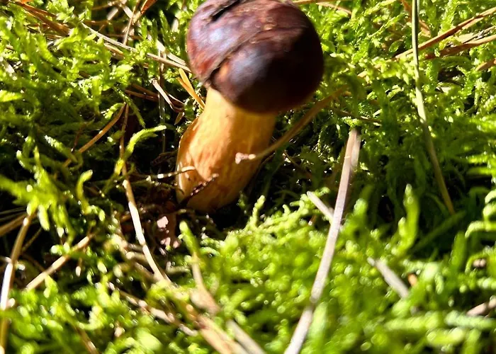 Dom Z Linia Brzegowa Narwi *