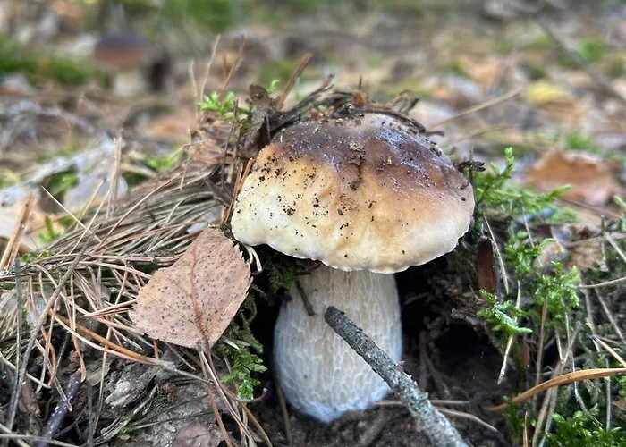 Vakantiehuis Dom Z Linia Brzegowa Narwi Pułtusk